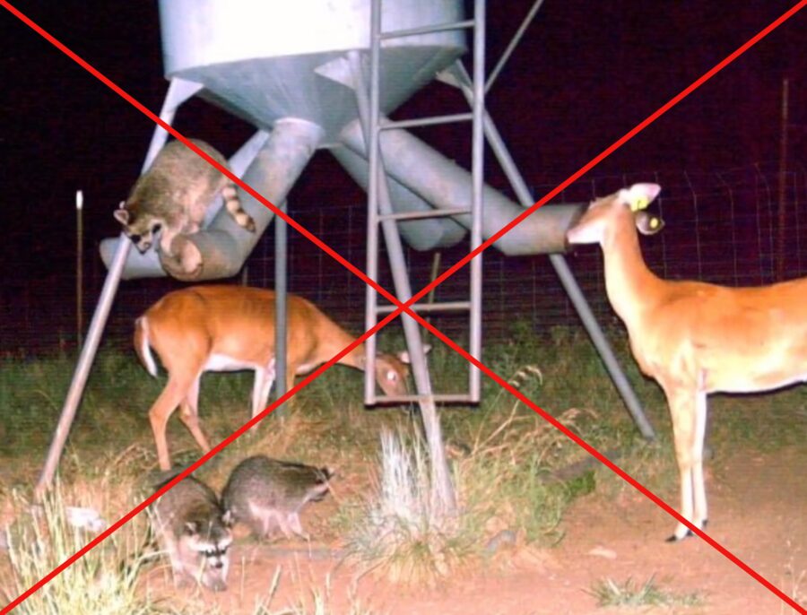 A night trail-camera frame at an open-tube gravity-fed protein feeder: one raccoon draped over a feed tube, two more foraging on the ground below, an antlerless whitetail deer alongside them, and a second whitetail deer with a yellow ear tag taking feed from a second tube. The whole photograph is crossed out corner to corner with a large red X.