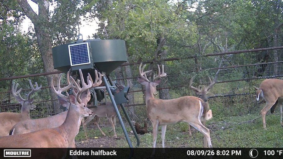 A daylight trail-camera frame timestamped 08/09/26 8:02 PM at 100&deg;F. Seven or more antlered whitetail bucks and several antlerless deer stand around a green gravity-fed protein feeder fitted with a solar panel and a control unit beneath the hopper, inside a wire-fenced pen under oak trees.